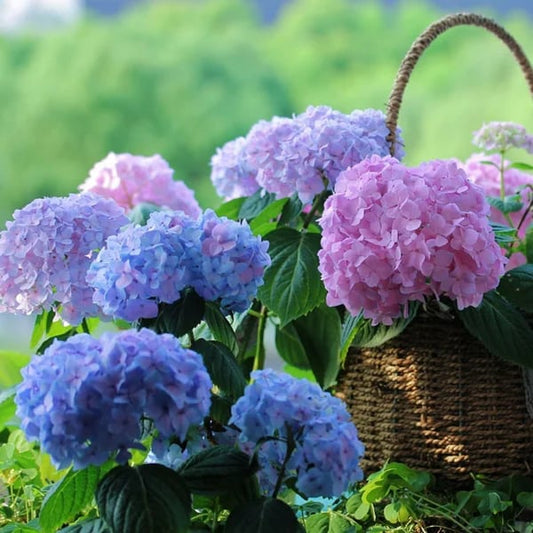 ✨Sista dagen 49% rabatt - Konstgjorda hortensiablommor💐